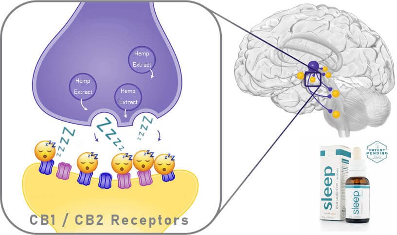 CBD Oil With Melatonin 16 CBD oil for sleep brain signals