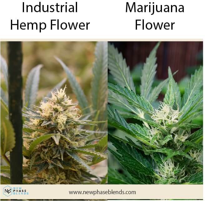 What is Hemp Flower? Do They Contain CBD? 3 hemp CBD vs marijuana CBD flowers chart