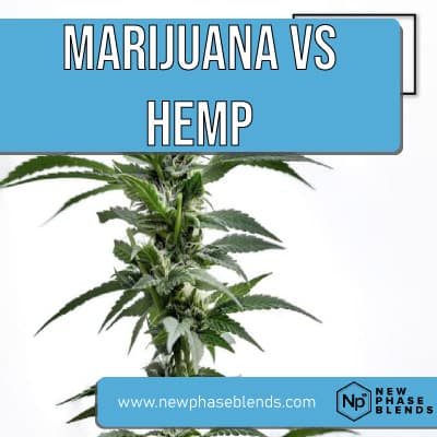 marijuana vs hemp featured