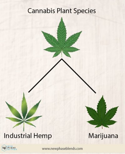 Hemp Vs Marijuana Chart
