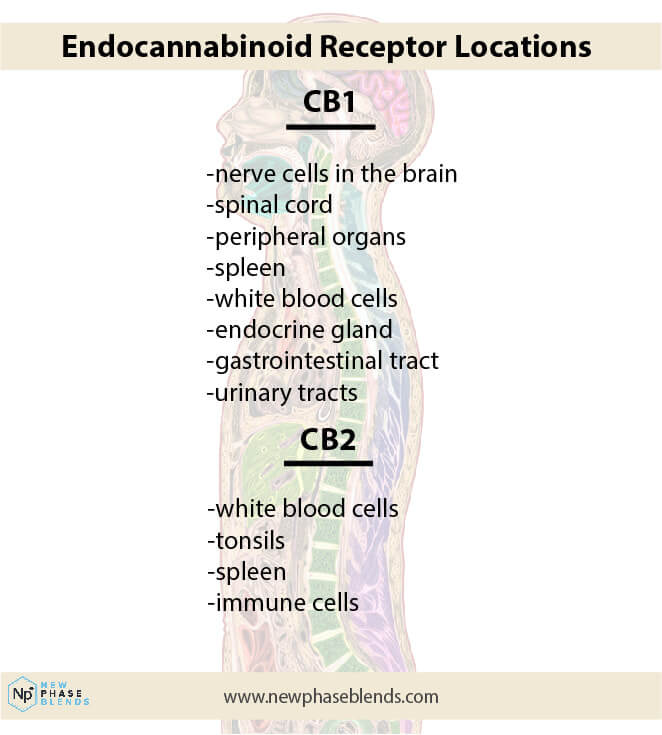 Endocannabinoid System Receptors