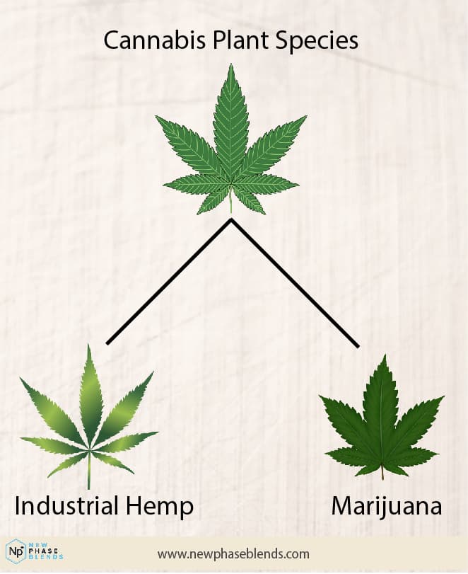 What is a Cannabinoid and Why Should I Care? 3 cannabis species chart