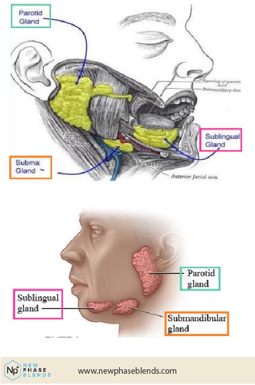 Try CBD Energy Drinks Instead 3 an image of the sublingual vein