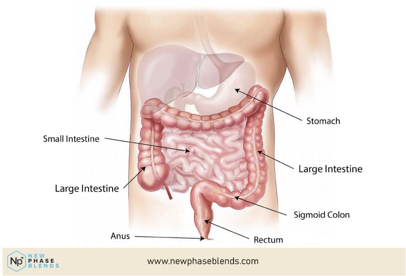 Digestive System For Cbd