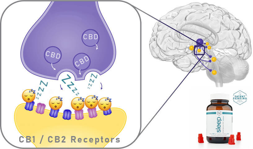 Melatonin Gummies For Sleep - Real Results. Backed By Science. 7 Melatonin Gummies Affect The Brain