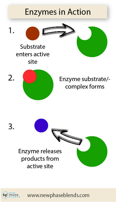 Comment fonctionnent les enzymes