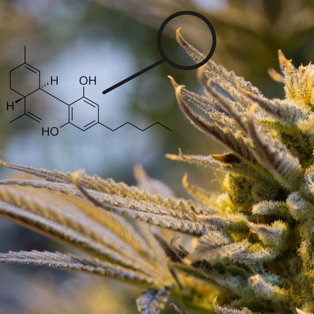 Cannabinoids In Cannabis