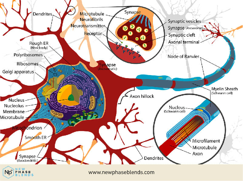 Central Nervous System Cell