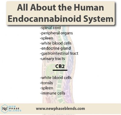 endocannabinoid system thumbnail