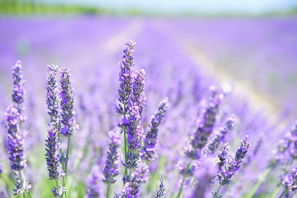 Terpenes in Cannabis Explained in Detail 6 linalool terpene