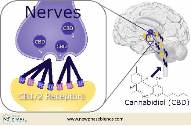 Cbd Molecule Affects Brain