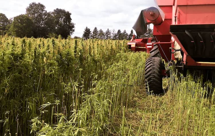 Harvesting Hemp Flower