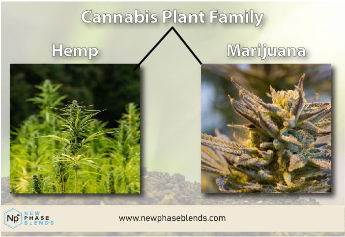 Hemp Plant And Cannabis Plant Family