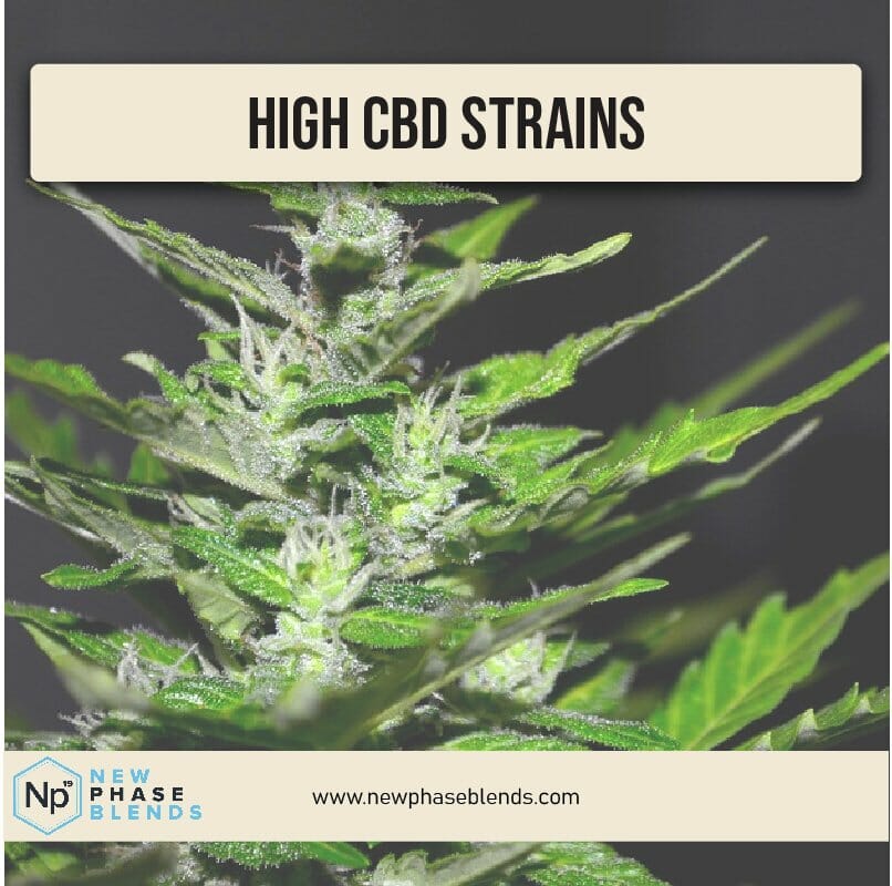 high CBD strains thumbnail