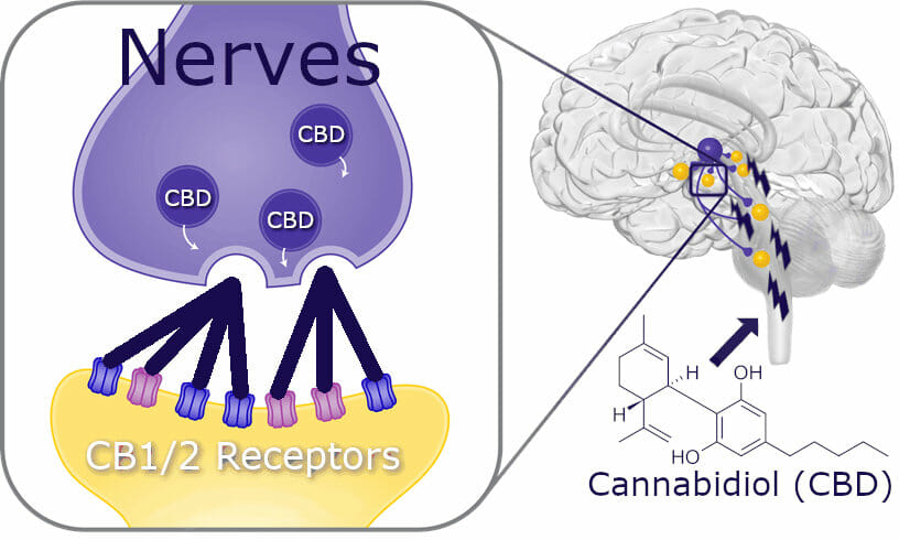 Cannabinoid Receptors and Their Functions 2 CBD brain diagram