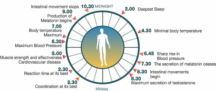 Circadian Rhythm Chart