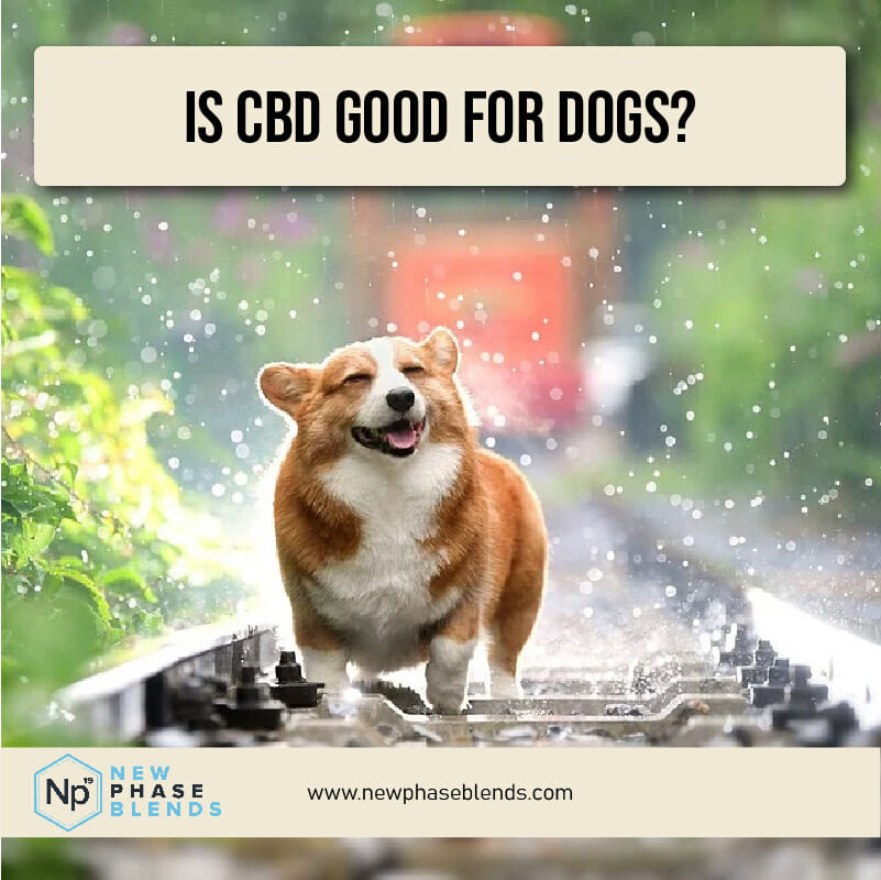 is CBD good for dogs thumbnail