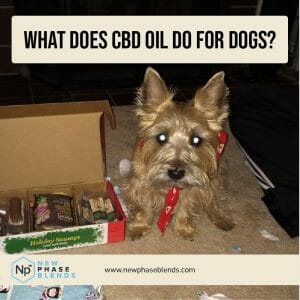 what does CBD oil do for dogs thumbnail