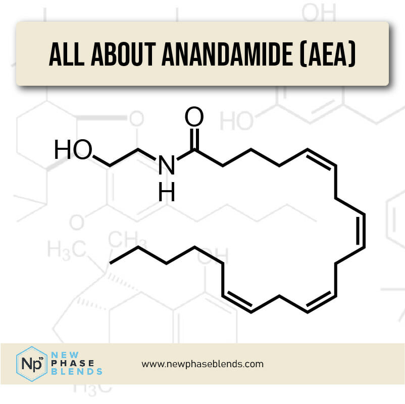 Understanding Anandamide and Its Relationship to THC and CBD - RQS Blog