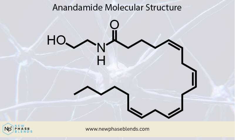 What is Anandamide and how does it work?