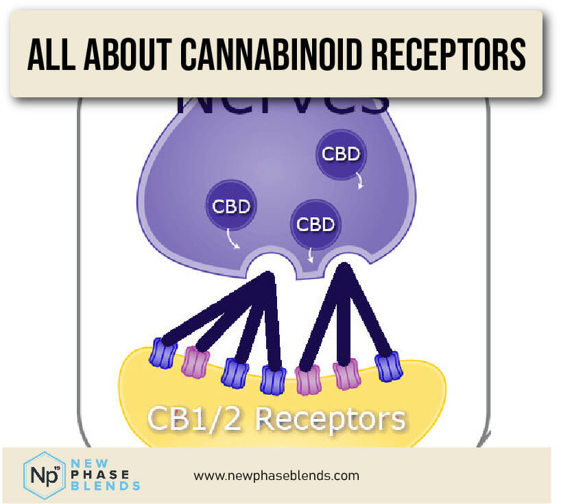 cannabinoid receptors article thumbnail