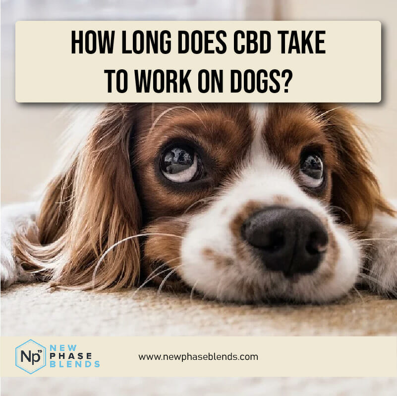 How Long Does Cbd Take To Work On Dogs Thumbnail