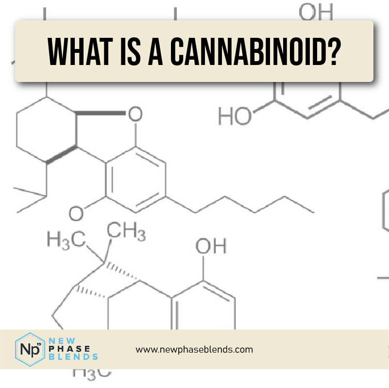 what is a cannabinoid article thumbnail