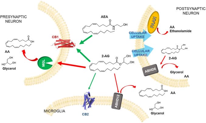 Brain Monoglyceride Lipase Participating