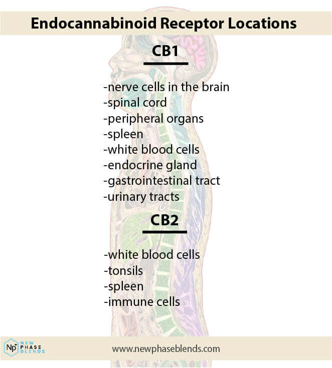 What'S An Endocannabinoid? 1 Endocannabinoid Inactivation