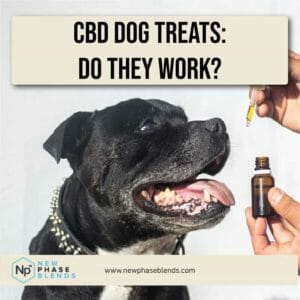 CBD dog treats featured