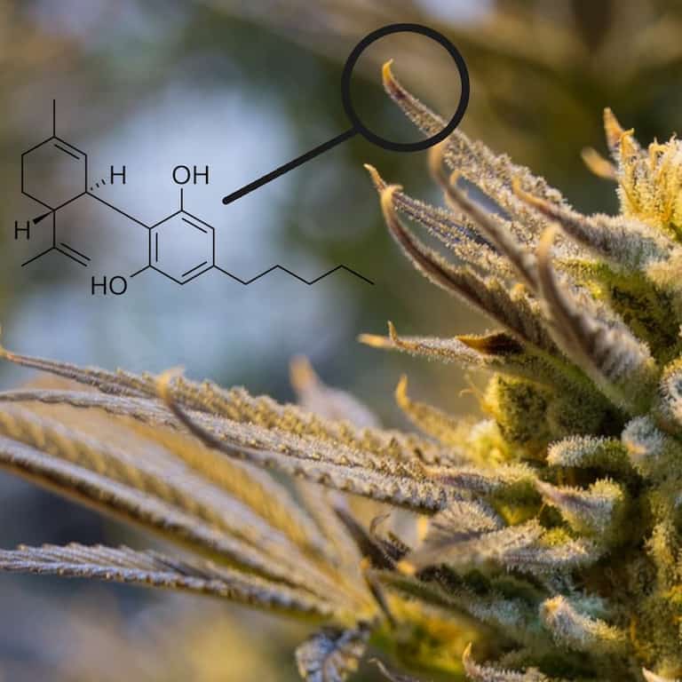 D8 Thc In Cannabis
