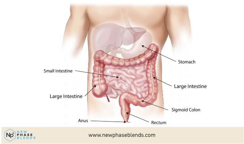 CBD for Menstrual Cramps 2 digestive tract