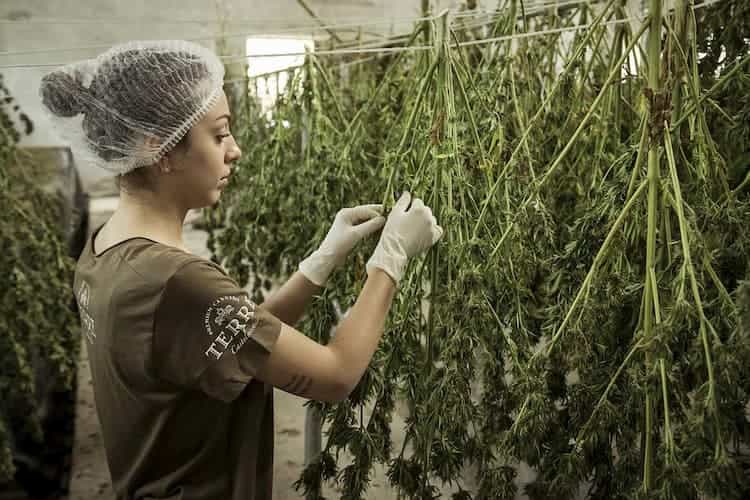 Processing Cannabis Plants