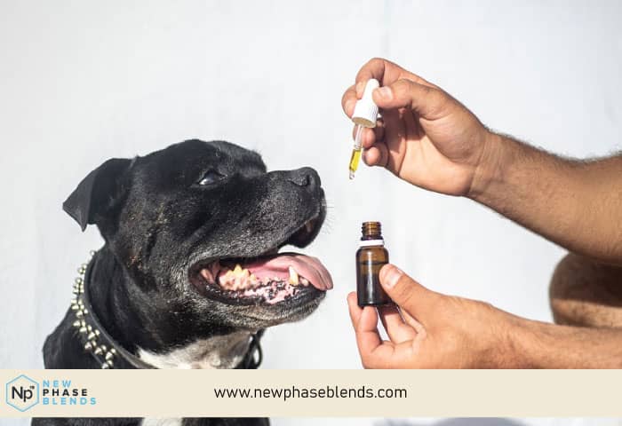 Hemp Oil For Dogs