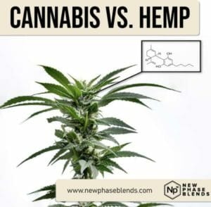 hemp vs cannabis featured