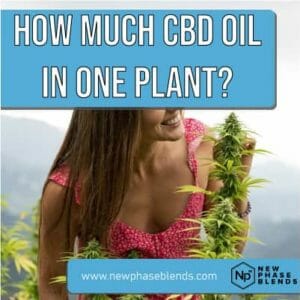 how much CBD oil can one plant make featured