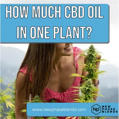 how much CBD oil can one plant make featured