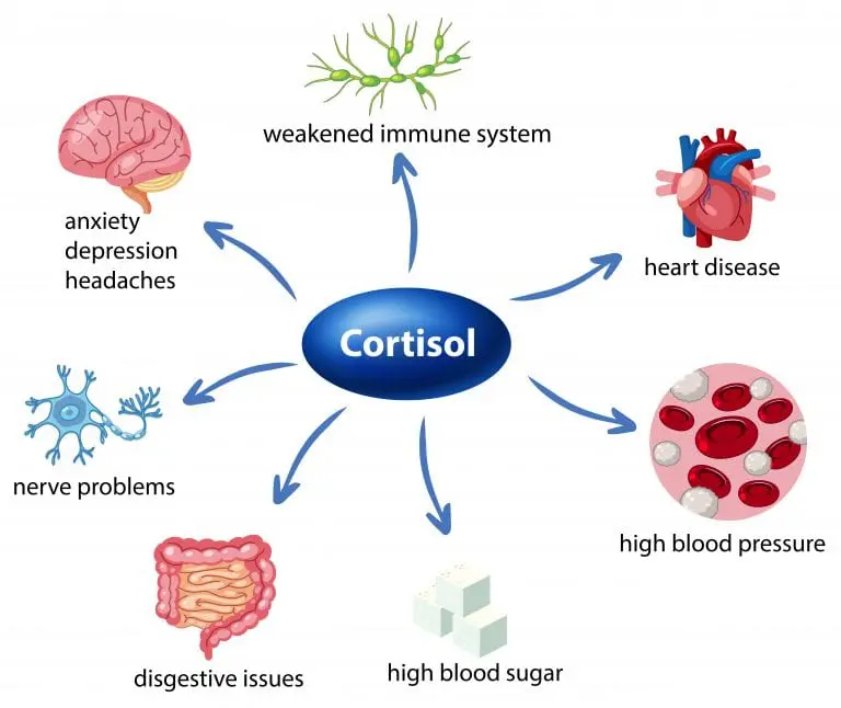 Cbd And Cortisol Levels
