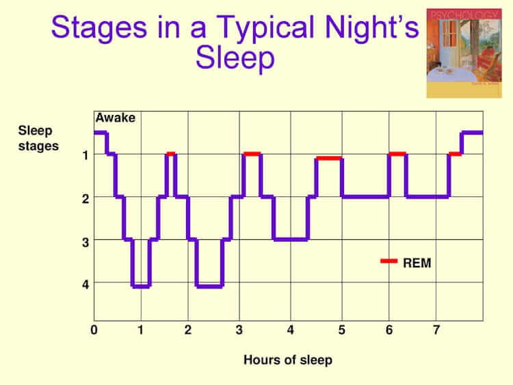 Rem Stages Of Sleep