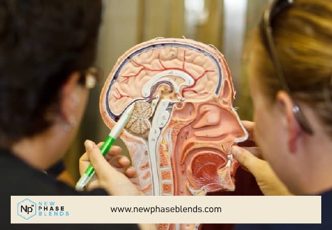 The Wonderous Benefits of Shilajit 1 a diagram of the brain