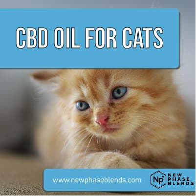 cbd oil for cats featured