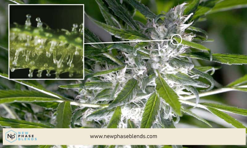 What Is Delta 8 Tetrahydrocannabinol (D8Thc)? 1 Delta 8 Thc In Cannabis