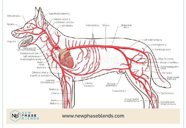 Dog Circulatory System Chart