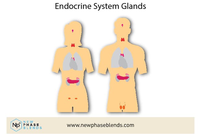 Endocrine System Gland Locations