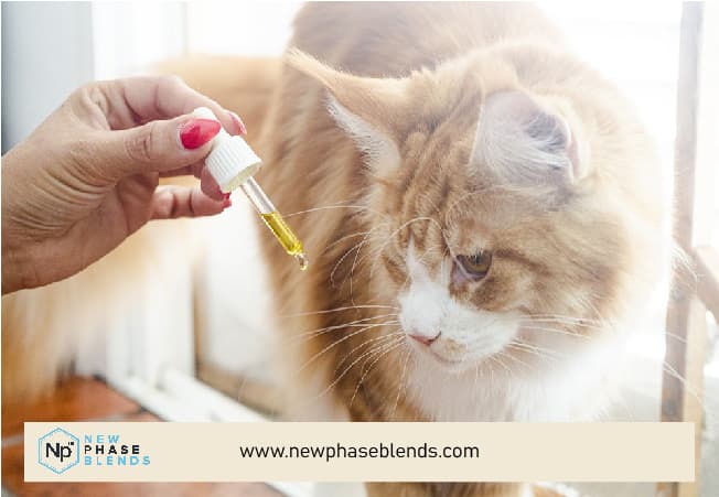Offering Cbd Oil To A Cat