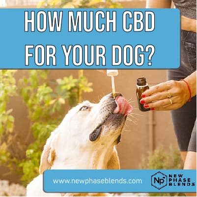 how mucb cbd oil for dog featured