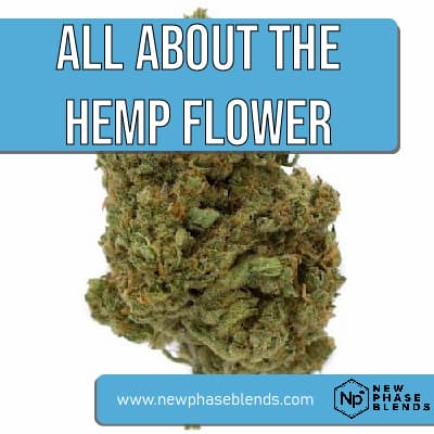 what is cbd hemp flower featured