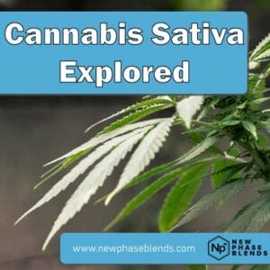 Cannabis Sativa Featured Image