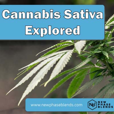 cannabis sativa featured image