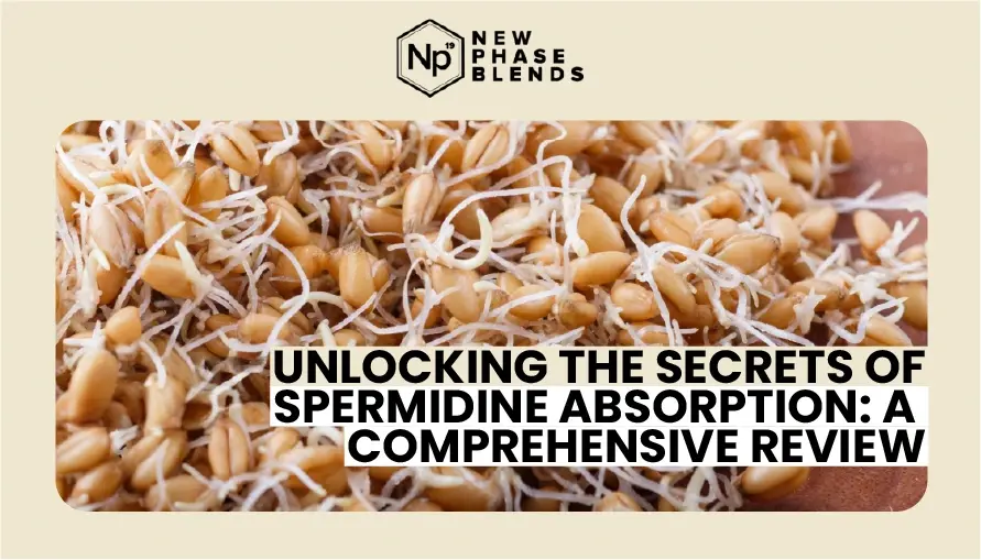 Unlocking The Secrets Of Spermidine Absorption A Comprehensive Review
